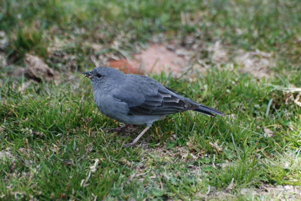 Plumbeous Sierra-Finch