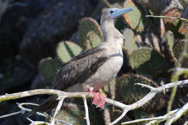 Red-Footed Booby (brown morph)