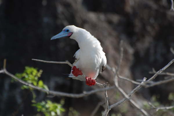 Red-Footed Booby (White Morph)