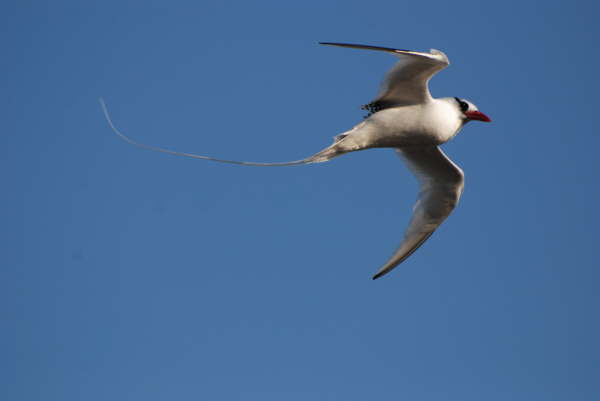 Red-billed Tropicbird