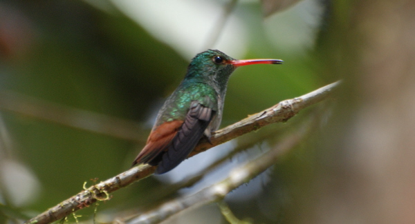 Rufous-Tailed Hummingbird
