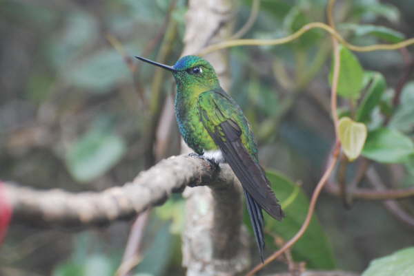 Sapphire-Vented Puffleg