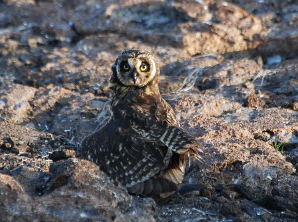 Short-Eared Owl
