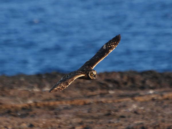Short-Eared Owl
