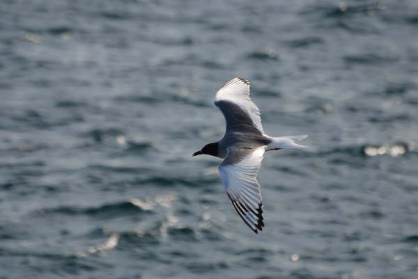 Swallow-tailed Gull