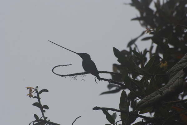 Sword-billed Hummingbird