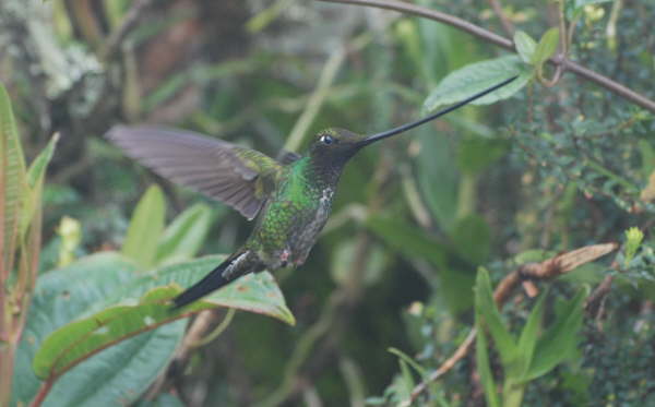 Sword-billed Hummingbird