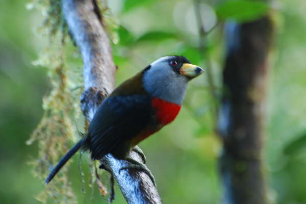 Toucan Barbet