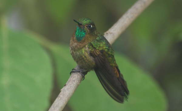 Tyrian Metaltail