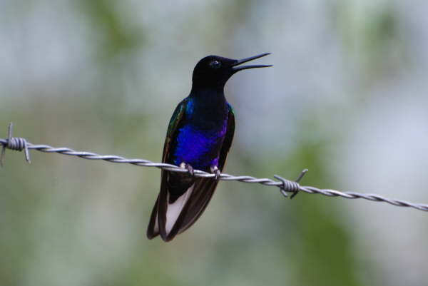 Velvet-Purple Coronet