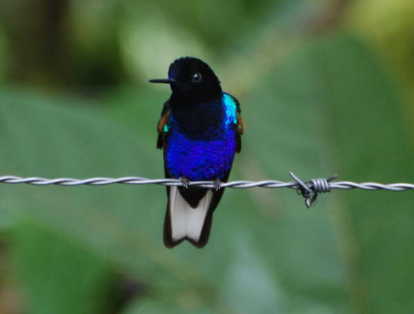 Velvet-Purple Coronet