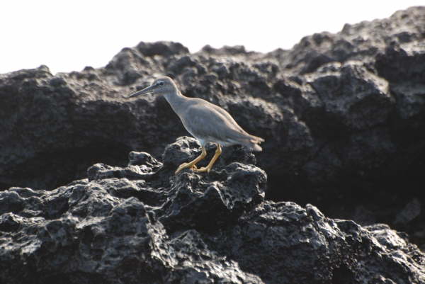 Wandering Tattler