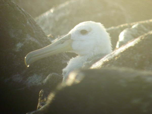 Waved Albatross chick