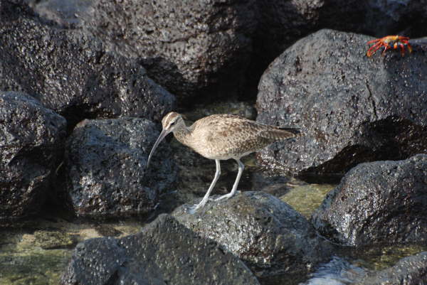 Whimbrel