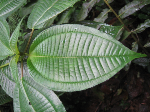 Tandayapa Bird Lodge in the cloud forest
