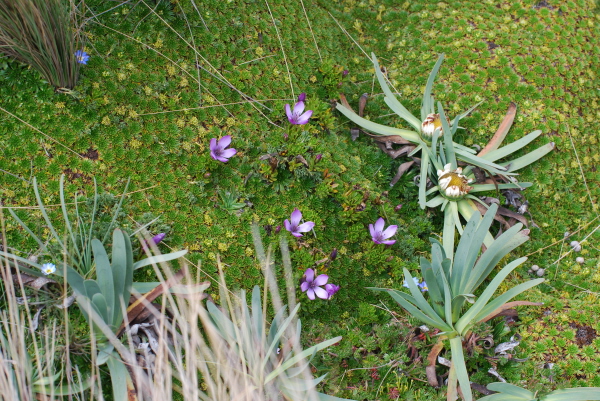 Flowers on Antisana plateau