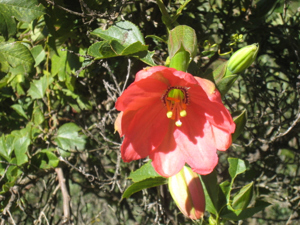 Passiflora flower