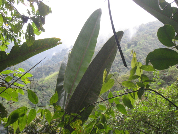 At Tandayapa Bird Lodge in the cloud forest