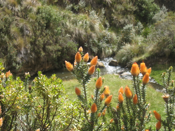 Chuquiraga jussieui (Flower of the Andes)