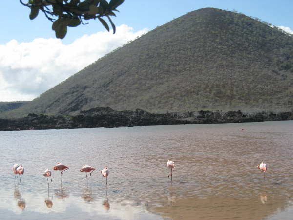 Floreana - Cormorant Point
