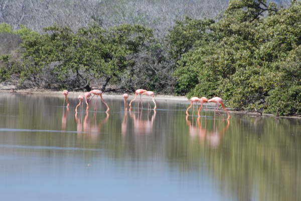 Floreana - Cormorant Point