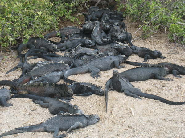 Fernandina - Punto Espinosa