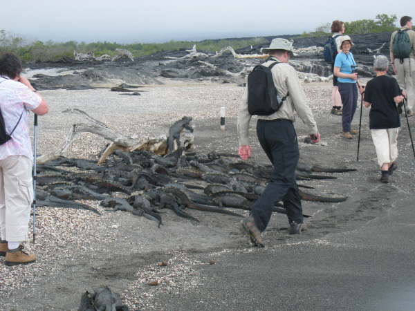 Fernandina - Punto Espinosa