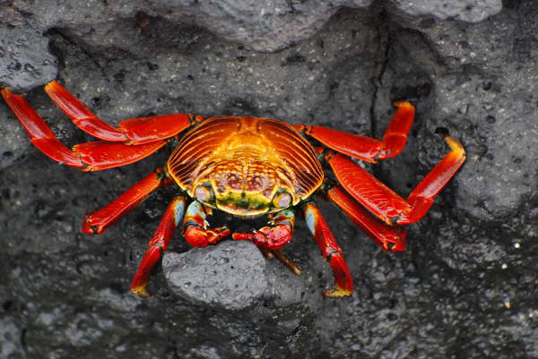 Sally Lightfoot Crab