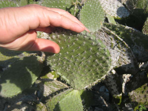 Genovesa - cactuses with soft spines (no tortoises!)