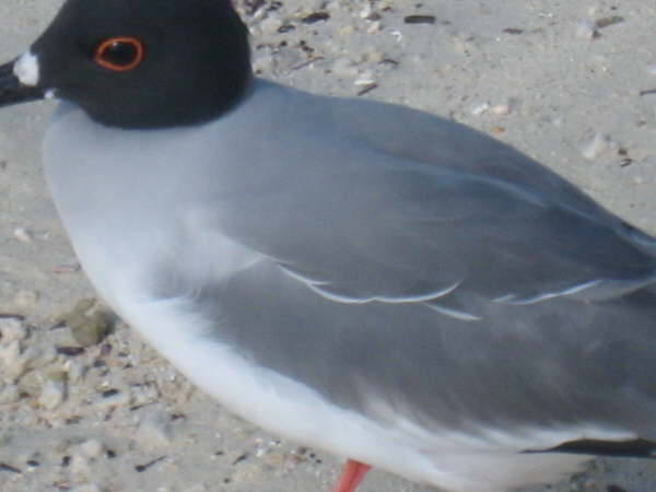 Genovesa - birds too close to photograph !