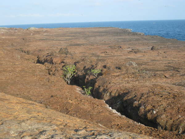 Genovesa - at the top of Prince Philip's Steps