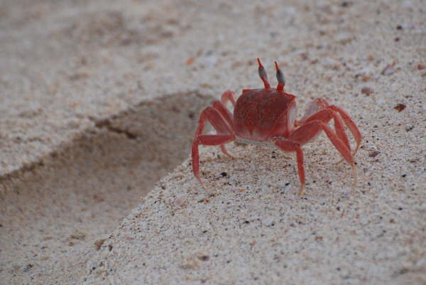 San Cristobal - Cerro Brujo (Bewitched Mountain) Ghost Crab