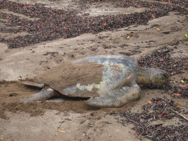Santiago - Espumilla Beach - green sea turtle