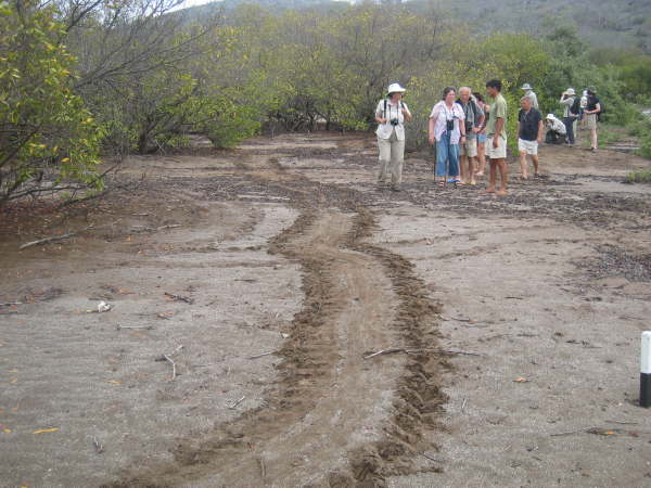 Santiago - Espumilla Beach - turtle tracks