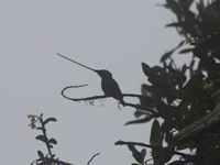 sword billed hummingbird