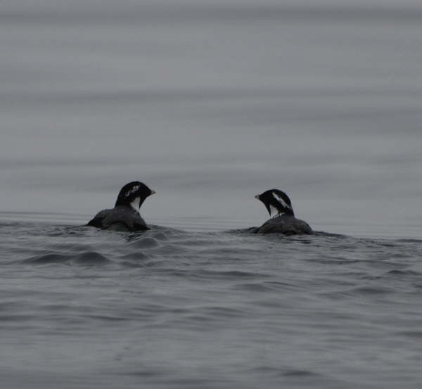 Ancient Murrelets