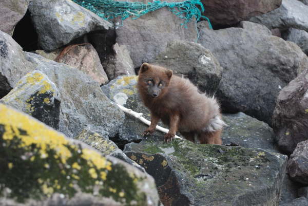 Arctic Fox