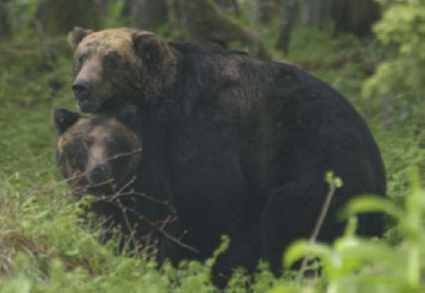 Busy Brown Bears