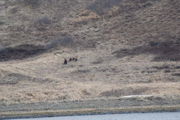 Bears at the Zhanapov river