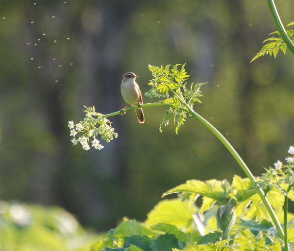 Black browed Reed Warbler