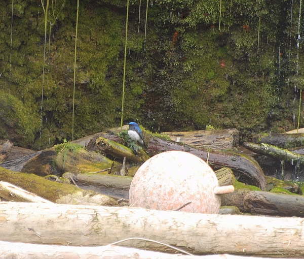 Blue and White Flycatcher