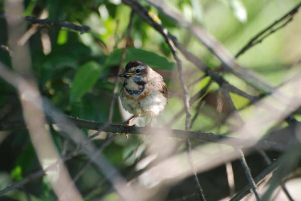 Bluethroat (Moscow)