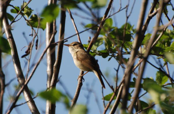 Blyth's Reed Warbler (Moscow)