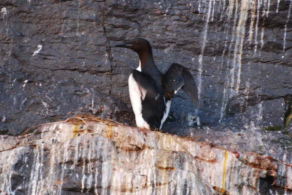 Brunnichs Guillemot