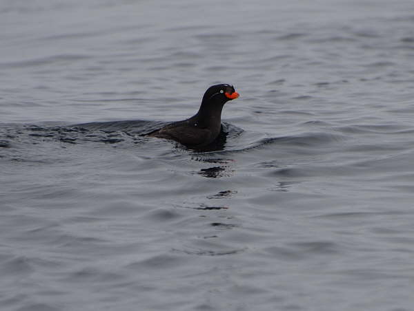 Crested Auklet