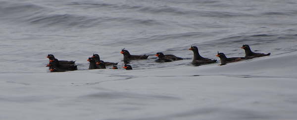 Crested Auklets