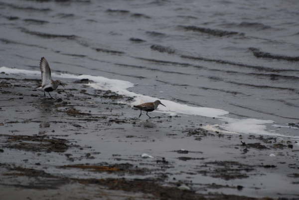Dunlin