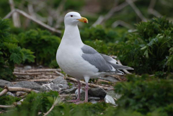 Glaucous Winged Gull