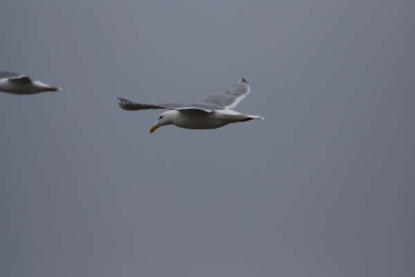 Glaucous Winged Gull