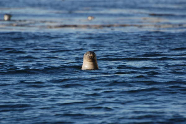 Harbour Seal